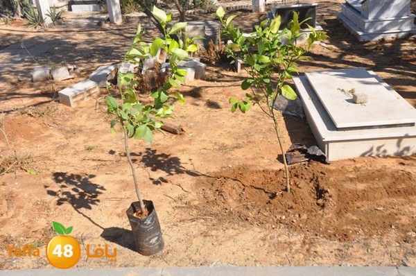 ashjar taso 0328 (18).JPG